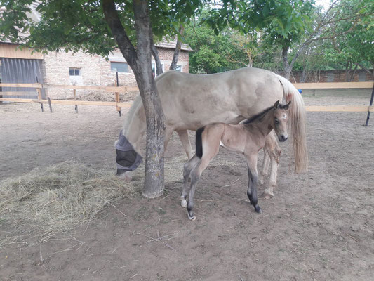 Breeder: Martina Suppan