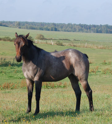 OQ Saltys Duicelina (breeder: Sandra Möller)