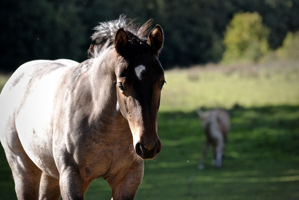 Breeder: Petra Keil