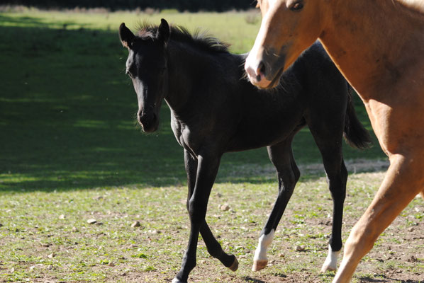 Breeder: Petra Keil