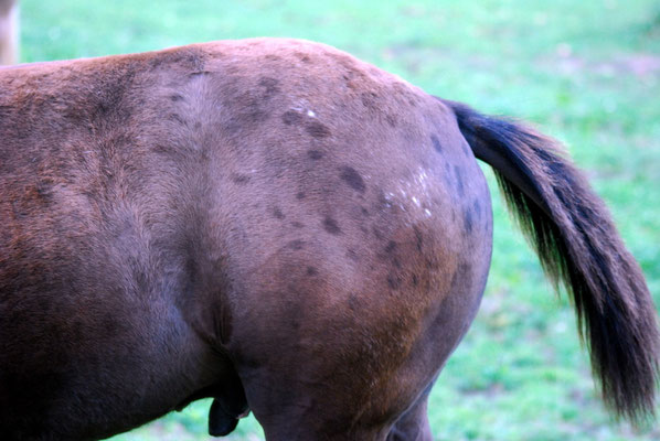 Appaloosa Hengstfohlen "Flambo Keep The Socks",  4 Monate... diese Punkte... UNGLAUBLICH :-)