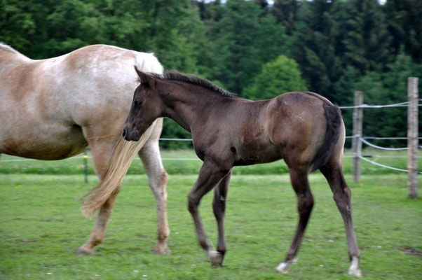 Appaloosa Hengstfohlen "Flambo Keep The Socks", 6 Wochen