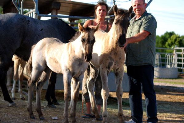 "Meggie" mit 6 Wochen. Man sieht deutlich ihre "wahre" Farbe: GRULLO ROAN! Copyright: Christina Albrecht-Hoschka