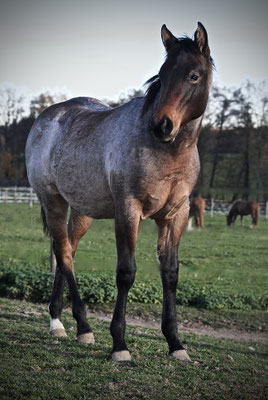 LCS Ezras Jewels (Breeder: Petra Ophoven)