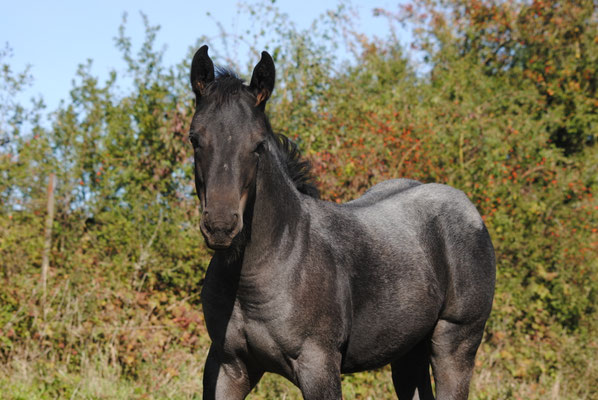 Breeder: Petra Keil