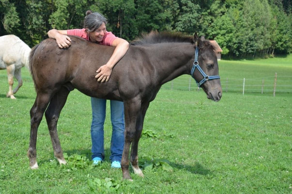 Appaloosa Hengstfohlen "Flambo Keep The Socks",  3 Monate