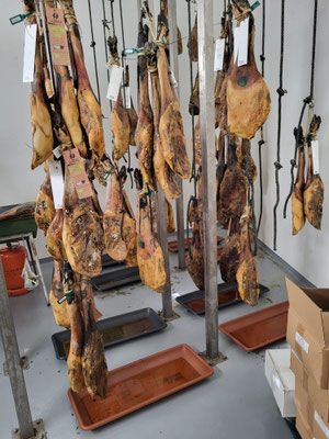Visite d'une ferme ibérique Bio dans la campagne de Séville