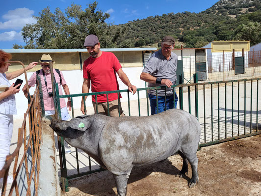 Visite d'une ferme ibérique Bio dans la campagne de Séville