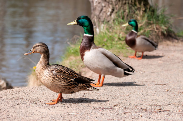 Enten - Stockente