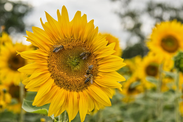 Sommer