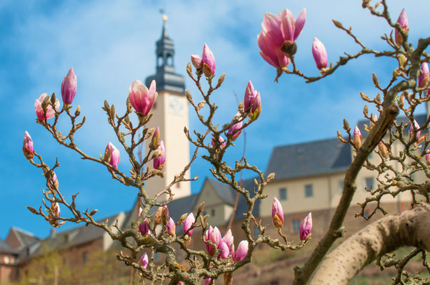 Greiz Magnolienblüte
