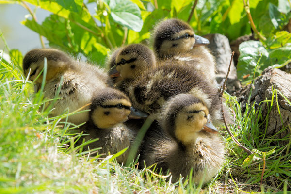 Entenfamilie 08.05.2020 Schwanenteich Zwickau 