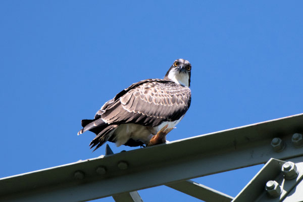 Jungvogel mit Fisch 11.08.23