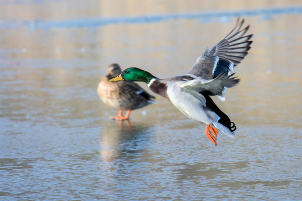 Ente 25.01.2020 Bad Schlema