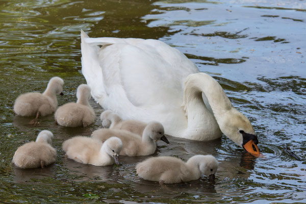 Schwanenfamilie Park Wildenfels am 13.05.2020