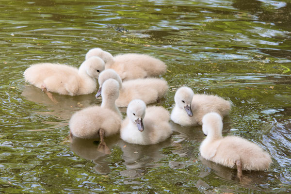 Schwanenfamilie Park Wildenfels am 13.05.2020