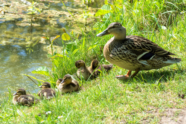 Entenfamilie 08.05.2020 Schwanenteich Zwickau 