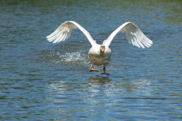 Park Wildenfels am 18.5.2020