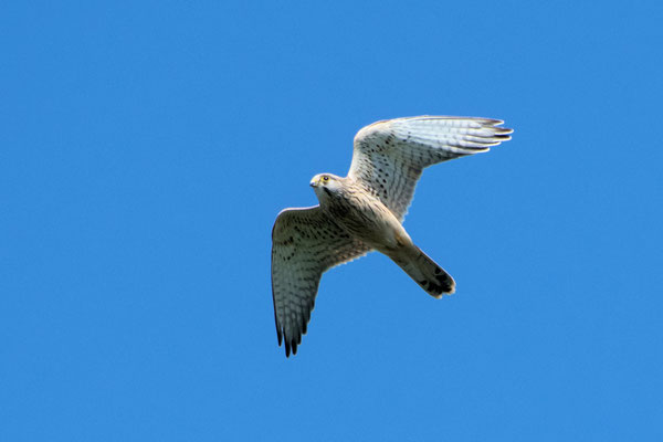 Falke