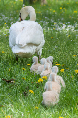 Schwanenfamilie Park Wildenfels am 13.05.2020