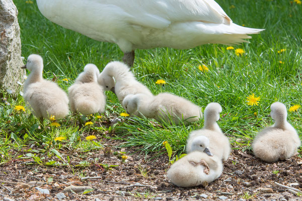 Schwanenfamilie Park Wildenfels am 13.05.2020