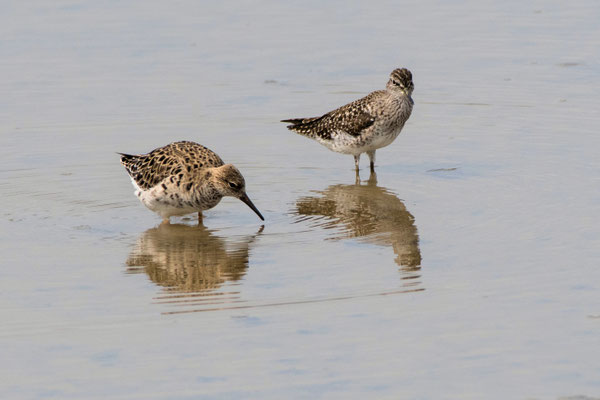 Kampfläufer und Bruchwasserläufer