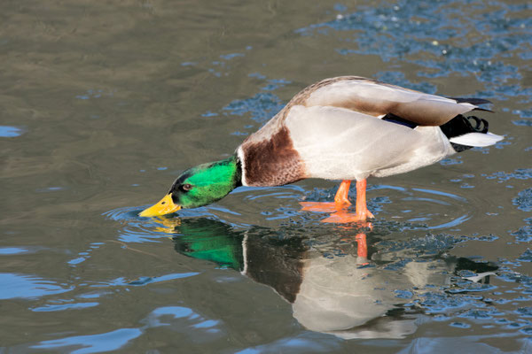 Ente 25.01.2020 Bad Schlema