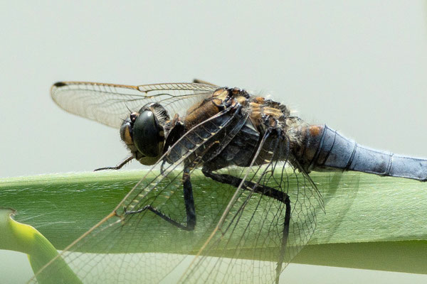 Libelle