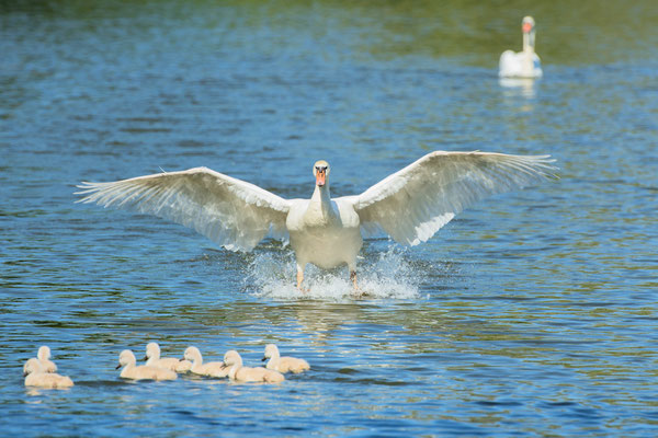 Schwanenfamilie Park Wildenfels am 13.05.2020