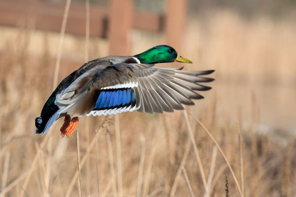 Ente im Flug 25.01.2020 Bad Schlema 