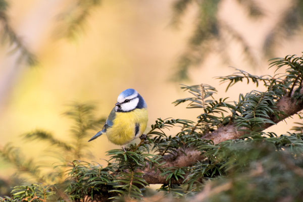 Blaumeise