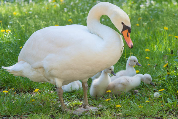 Schwanenfamilie Park Wildenfels am 13.05.2020
