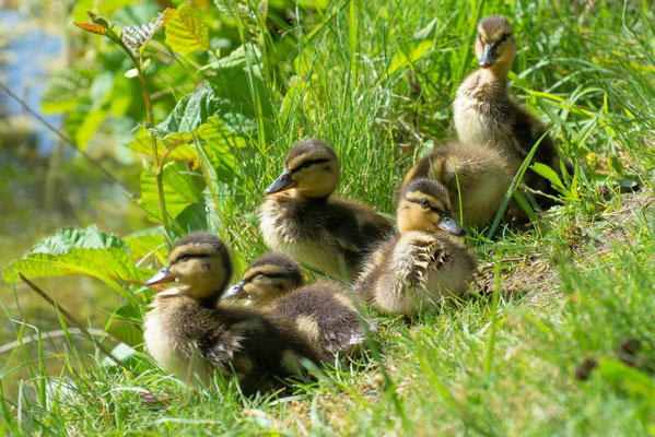 Entenfamilie 08.05.2020 Schwanenteich Zwickau 