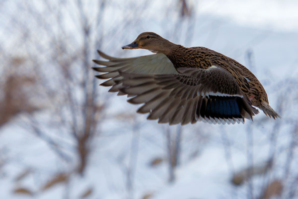 Ente im Flug Widenfels Park 02/21