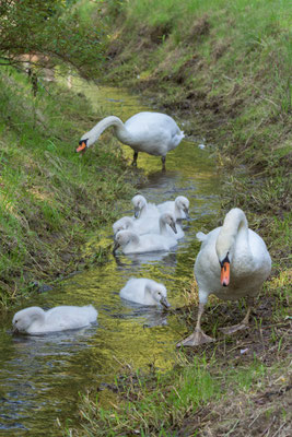 Schwanenfamilie Park Wildenfels am 13.05.2020