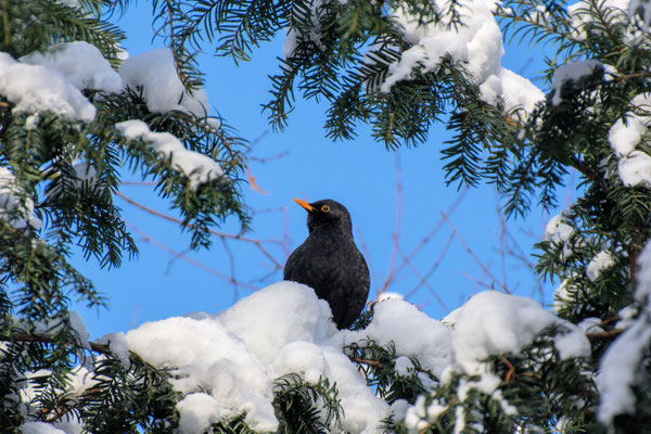 Amsel