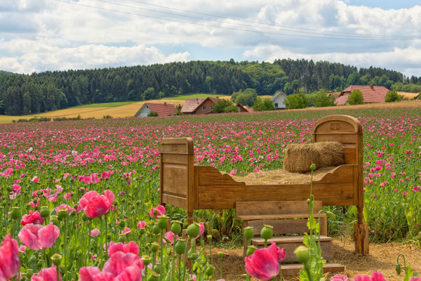 Meißner Mohnblüte Germerode ( Hessen)