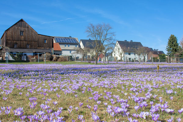 Drebacher Krokuswiesen
