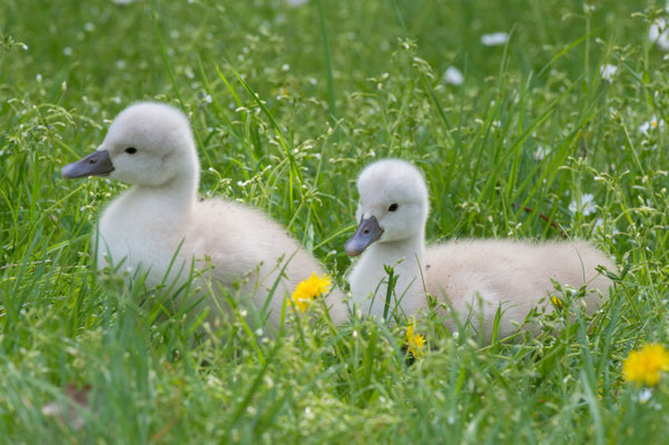 Schwanenfamilie Park Wildenfels am 13.05.2020