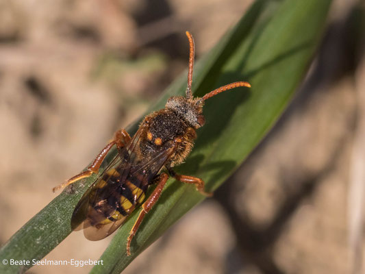 Kuckuck: Wespenbiene Nomada lathburiana