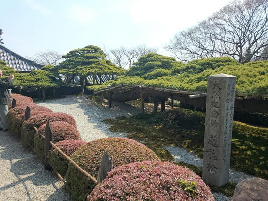 善峯寺の遊龍の松