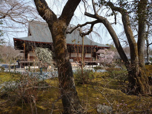 天龍寺枝垂れ梅 華やかな紅白の梅です。