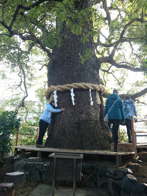 新熊野神社のおなかの神様「大樟さん」