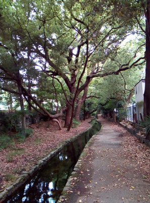 蛍復活プロジェクトの地