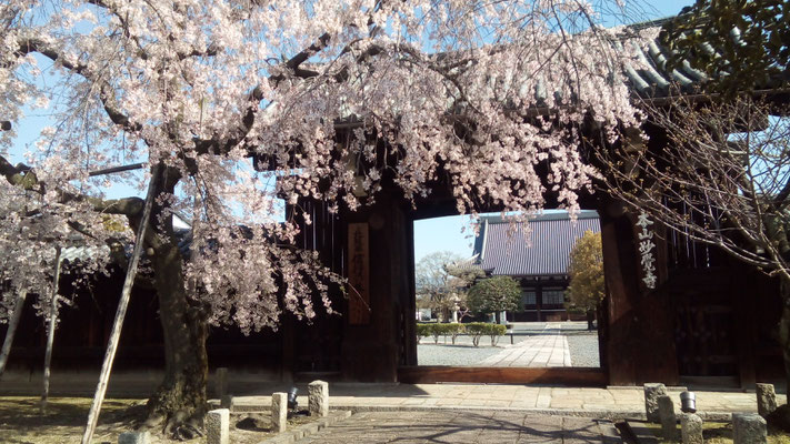 妙覚寺 枝垂れ桜