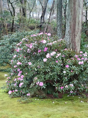 三千院 石楠花が早くも満開 