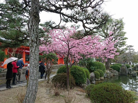 河津桜満開 （三十三間堂） 