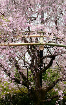 退蔵院[枝垂れ桜」