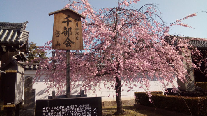 妙顕寺 枝垂れ桜