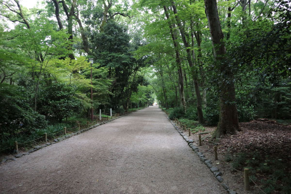 糺の森(ただすのもり)参道